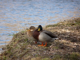 Ducks