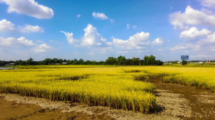 Golden rice field ready to harvest