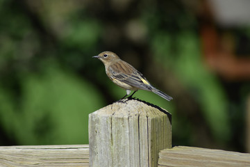 Bird Perched on Railing