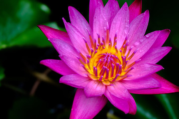 Purple lotus and yellow pollen.