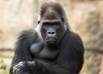 grumpy gorilla making eye contact