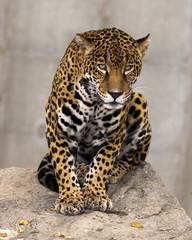 curious jaguar sitting on a rock