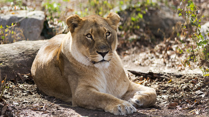Naklejka na ściany i meble Female African lion resting