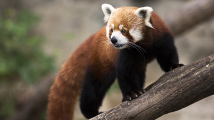red panda climbing 