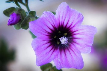 Blume
