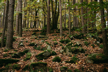 Wald mit moosigen Steinen
