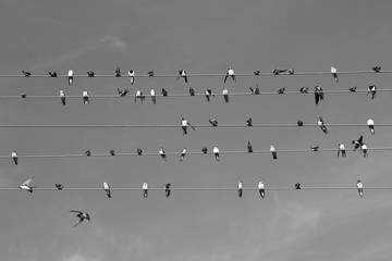 Birds are on wires