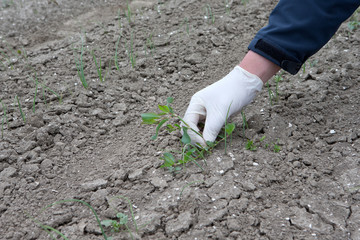 Manual weeding. Biological farming. . Flevopolder Netherlands.