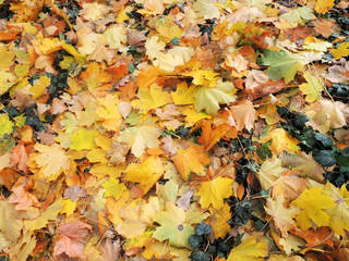 Autumn maple leaves and green ivy