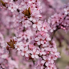 Prunus cerasifera Nigra