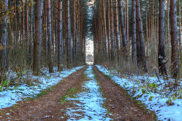 лесная дорога © KPad