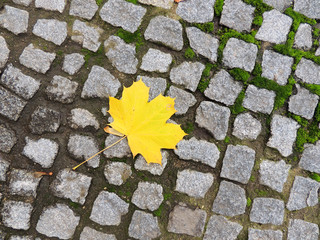 Yellow maple leaf on pavement