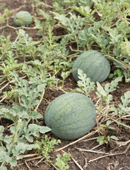 Watermelons on the green watermelon plantation