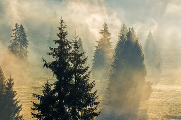 fog in the spruce forest - obrazy, fototapety, plakaty
