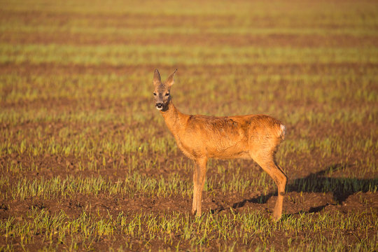 Roe deer