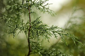 small branches