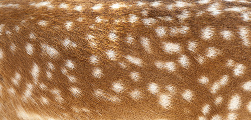 Deer fur closeup view - obrazy, fototapety, plakaty