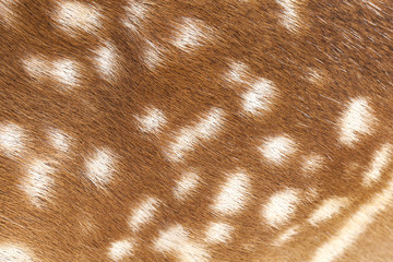 Deer fur closeup view