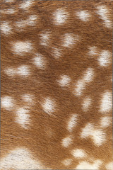 Deer fur closeup view