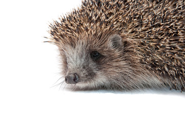 Hedgehog close up on a white background