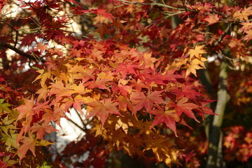 Draufsicht auf Ast und Blätter des Fächerahorns- acer palmatum - in herbstlicher Färbung