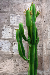 cactus on background of brick wall