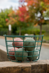 Bocce Balls