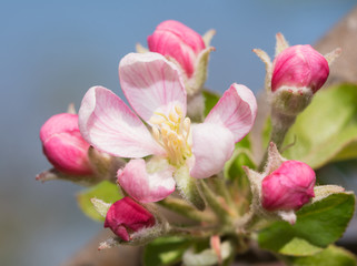 Beautiful pink and white apple blossom surrounded by buds, against blue spring sky