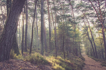Wanderweg im Wald mit Sonnenstrahlen im Herbst