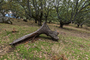 Landscape in a forest near Cabezabellosa. Extremadura. Spain.
