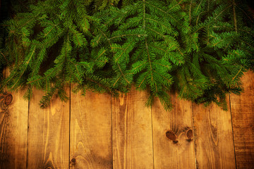 green fir branches