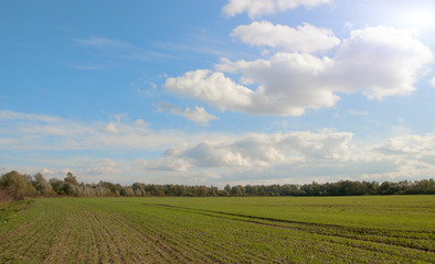 Fototapeta na wymiar agricultural fields