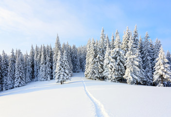 Fototapeta premium The path leads to the snowy forest.
