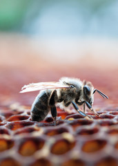 abeille qui travaille