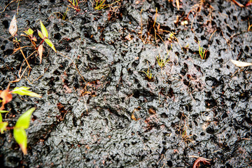 Laterite stone close up