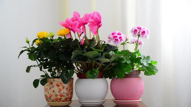 cyclamen, rose and geranium in white interior