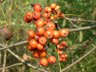 Beeren der Eberesche / Sorbus aucuparia