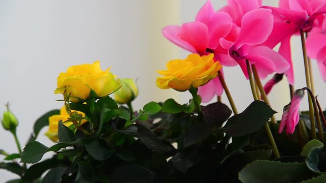 Beautiful flowers of cyclamen, rose and geranium