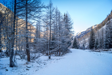 Mountain landscape with snow and snow-covered trees. Mountains in winter with colorful trees
