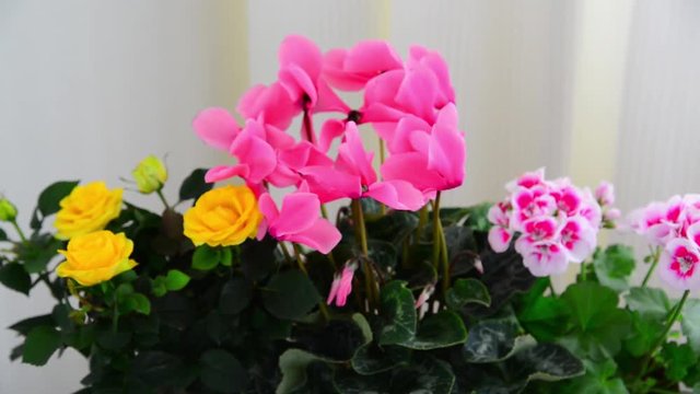 Beautiful flowers of cyclamen, rose and geranium
