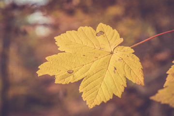 Ahorn Blatt in gelb Herbst