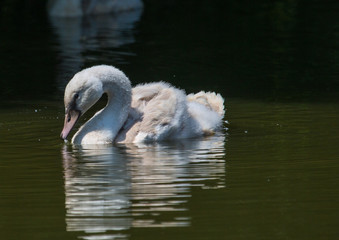 Höckerschwan - Swan