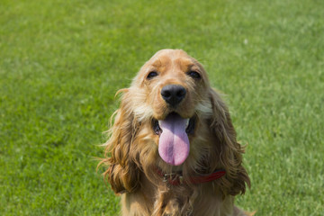 happy english cocker spaniel on grass background 