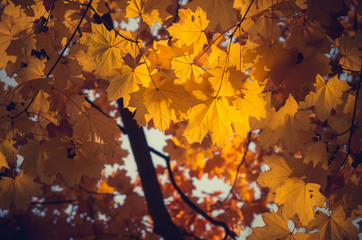 Yellow maple leaves on sunny autumn day