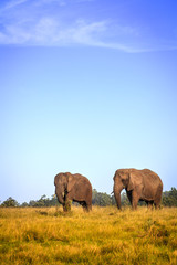 Obraz premium African elephants
