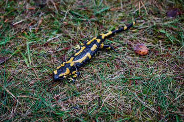 La salamandre tacheté