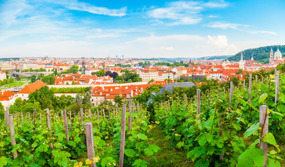 Fototapeta na wymiar Panorama of the old part of Prague from the Prague Castle with vineyards in the foreground. Old Town architecture, Czech Republic.