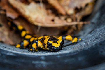 La salamandre tacheté