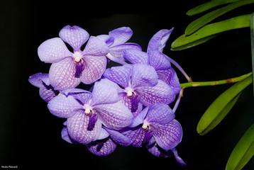 Naklejka premium Orchidée