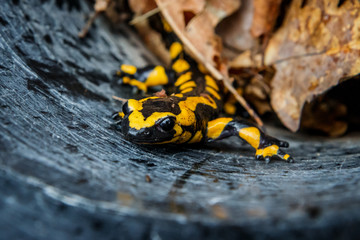 La salamandre tacheté